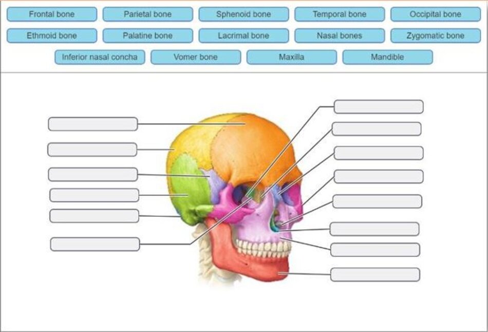 Q1: Hãy điền đầy đủ thuật ngữ tiếng Anh về tên xương vùng sọ theo đúng vị trí được đánh dấu.