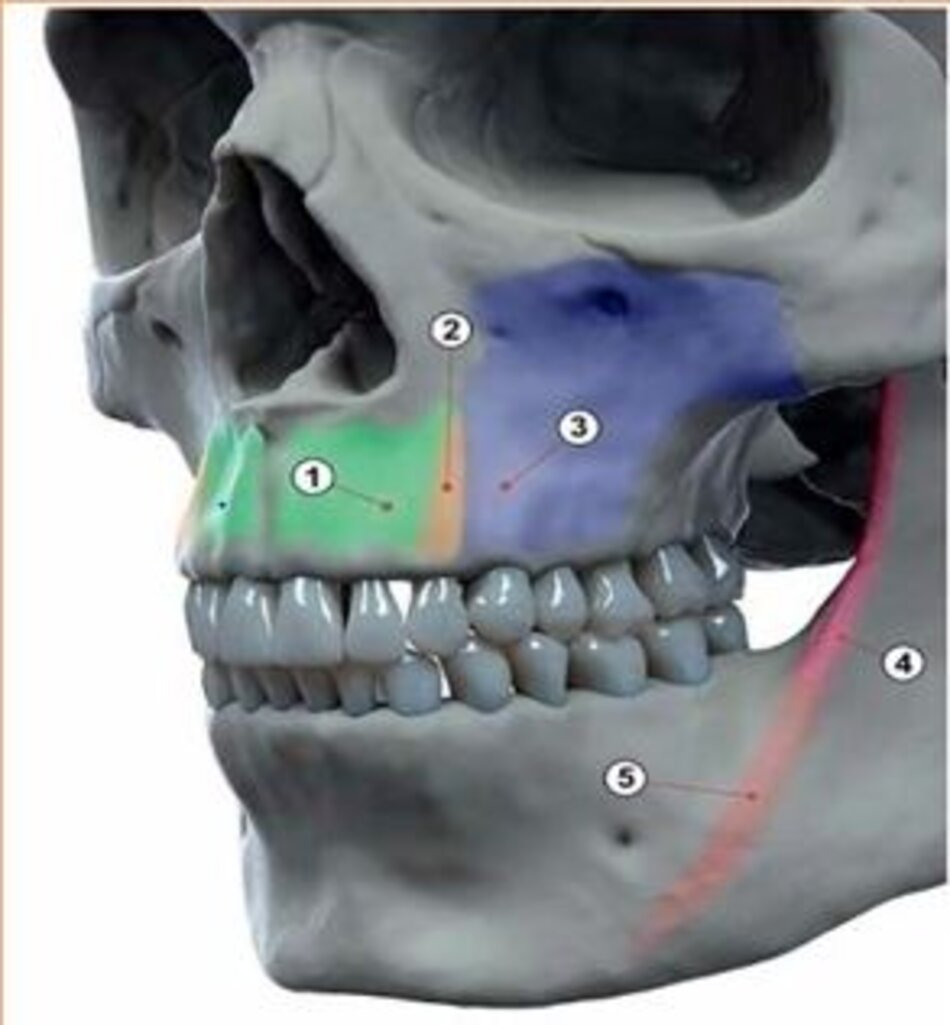 Hình 8: Mốc giải phẫu của xương hàm kèm chú thích thuật ngữ.