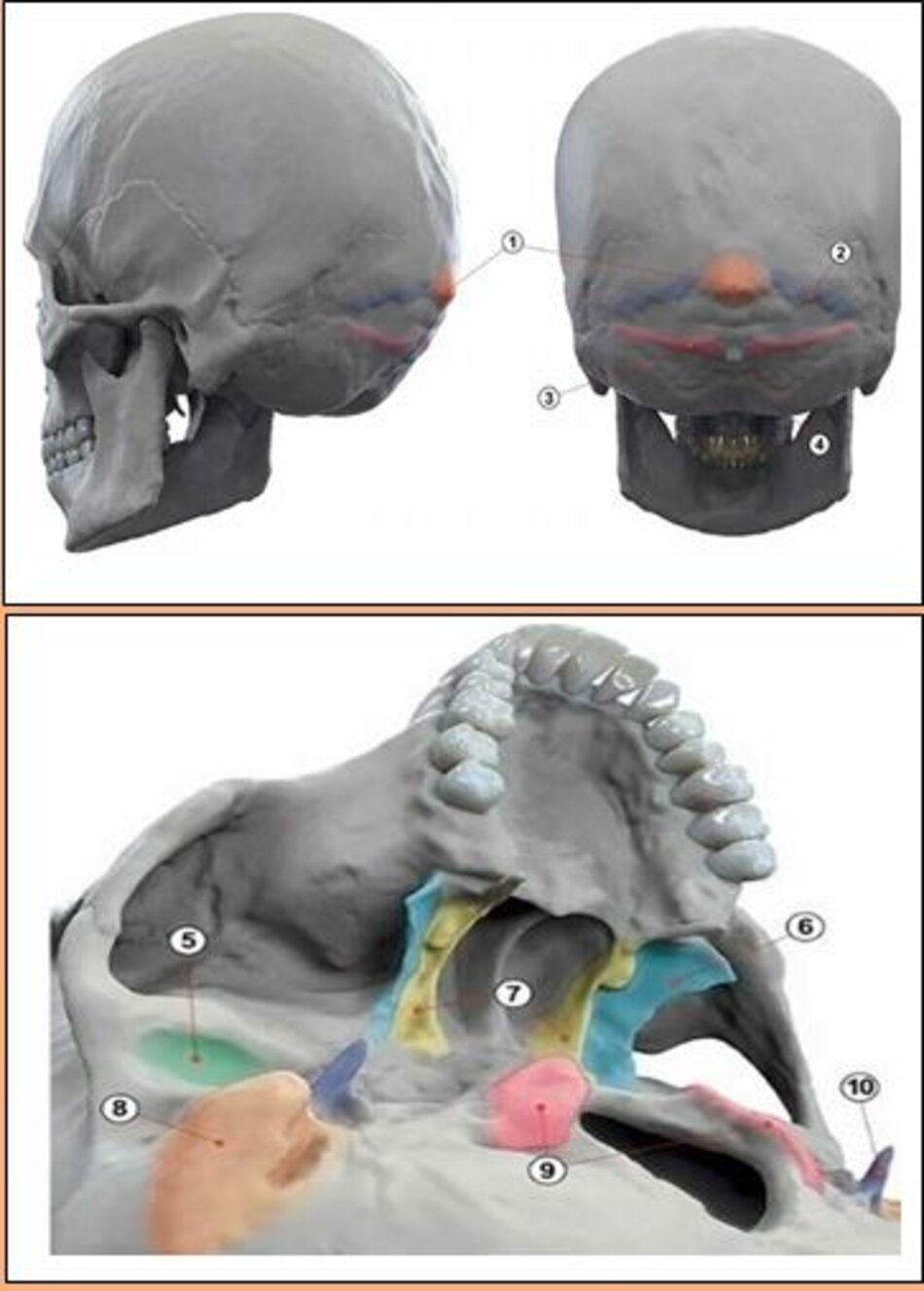 Hình 9: Mốc giải phẫu của xương sọ kèm chú thích thuật ngữ.
