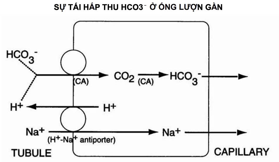 Hình 1.6 Kênh đối vận Na⁺-H⁺ bài tiết 1 ion H⁺ và tái hấp thu 1 ion Na⁺. Carbonic anhydrase (CA) tại bờ bàn chải của ống lượn gần trung hòa H⁺ + HCO3⁻ thành CO2 và H2O. CO2 khuếch tán vào nội bào nơi có CA chuyển hóa CO2 + OH⁻ thành HCO3⁻. Kết quả cuối cùng là sự tái hấp thu 1 NaHCO3. Sự rối loạn của hệ thôhngs này dẫn tới bệnh toan hóa ống thận gần (type II)
