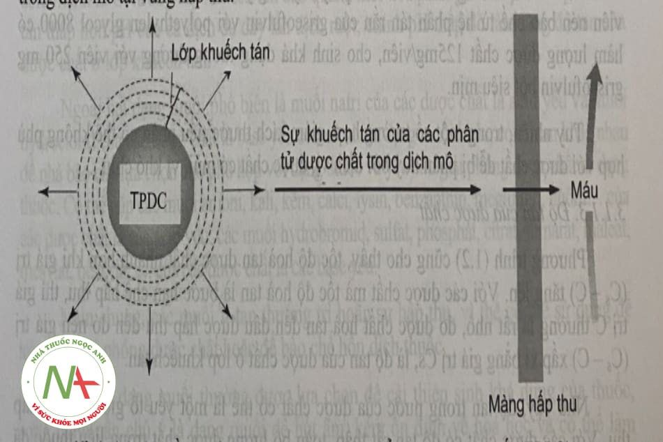 Hình 1.8. Sơ đồ mô tả quá trình của tiêu phân dược chất (TPDC) hình cầu trong dịch mô tại vùng hấp thu