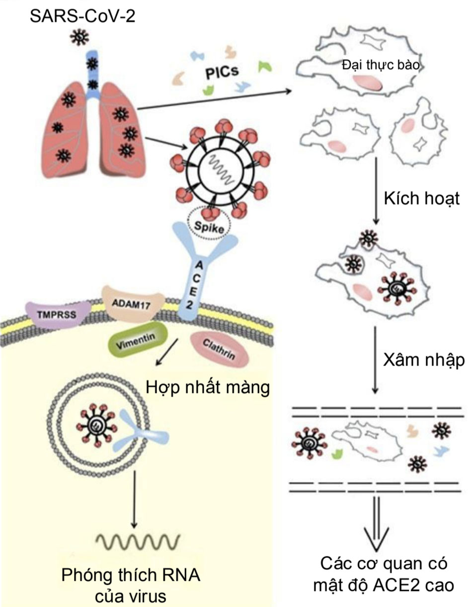 Hình 1: Mô hình cho quá trình SARS-CoV-2 xâm nhập vào tế bào vật chủ trong phổi và tấn công các cơ quan khác