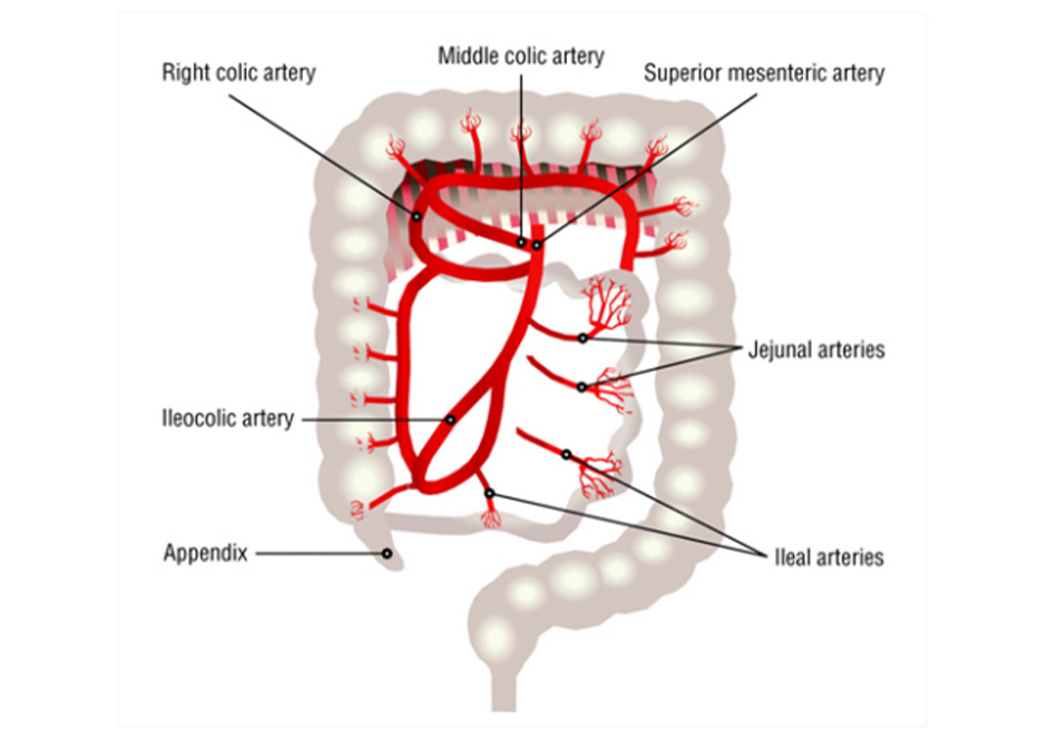 Hình 3: Sự cấp máu đến ruột non và đại tràng là từ động mạch mạc treo tràng trên, các nhánh ở giữa và bên phải của nó và động mạch hồi kết tràng, cũng như tiểu động mạch và động mạch hồi tràng, hỗng tràng
