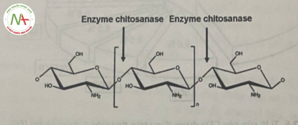 Hình 6. Cấu trúc hóa học của chitosan