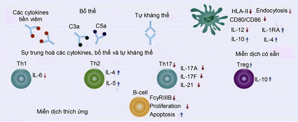 Hình 5: Tác dụng chống viêm và điều hòa miễn dịch: các hiệu quả chống viêm của HTHP bao gồm mạng lưới các tự kháng thể và kiểm soát hệ thống miễn dịch hoạt động quá mức (tức là bão cytokine, tỷ lệ Th1/Th17, kích hoạt bổ thể và điều hòa trạng thái tăng đông máu). N: Nucleoprotein; M: Màng; E: vỏ bọc