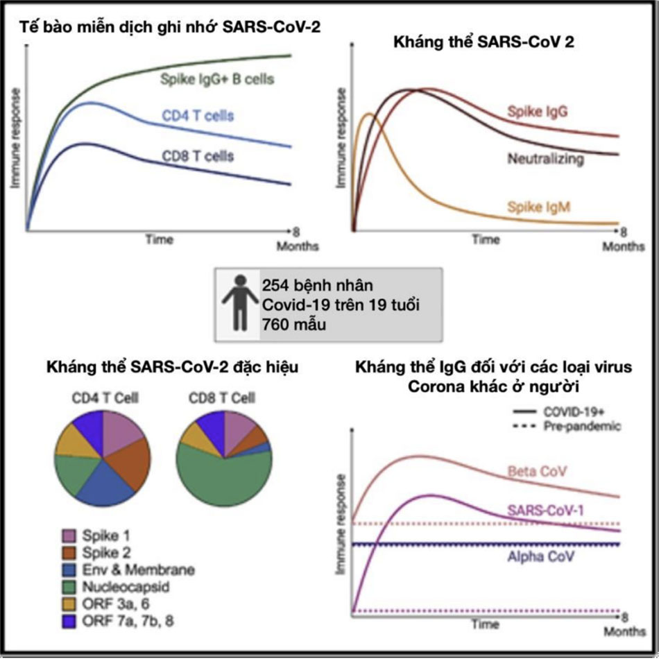 Hình 9: Cohen và cộng sự: đánh giá theo chiều dọc các đáp ứng miễn dịch ở 254 bệnh nhân COVID-19 trong 8 tháng. Các kháng thể trung hòa và liên kết đặc hiệu với SARS-CoV-2 biểu hiện sự phân rã theo hai pha, cho thấy quá trình tạo tế bào huyết tương tồn tại lâu dài. Các tế bào ghi nhớ nhớ Lympho B vẫn ổn định; Tế bào T ghi nhớ CD4 và CD8 đa chức năng. Do đó, khả năng miễn dịch rộng và hiệu quả có thể tồn tại lâu dài sau COVID-19.