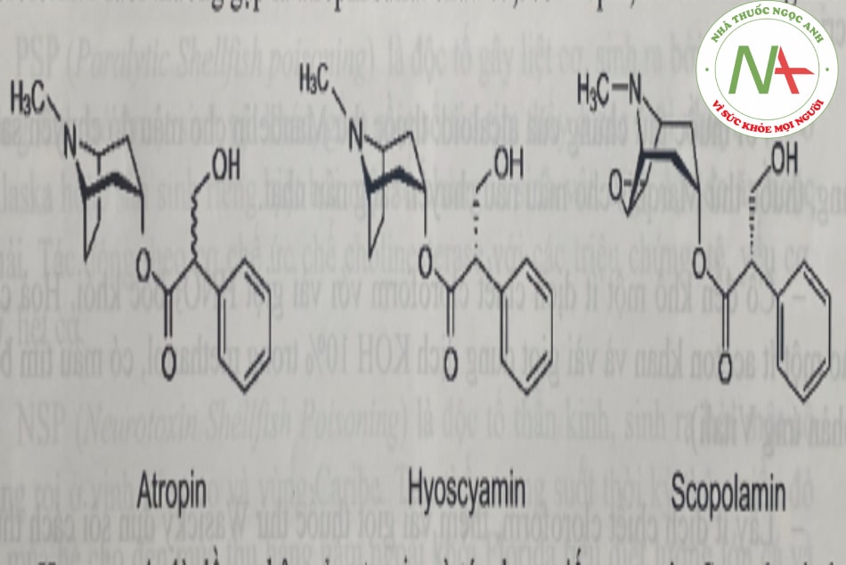 Công thức của các chất Atropin, Hyoscyamin, Scopolamin