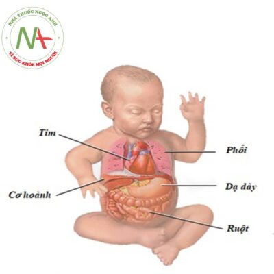 Đặc điểm giải phẫu và sinh lý cơ quan tiêu hóa trẻ em