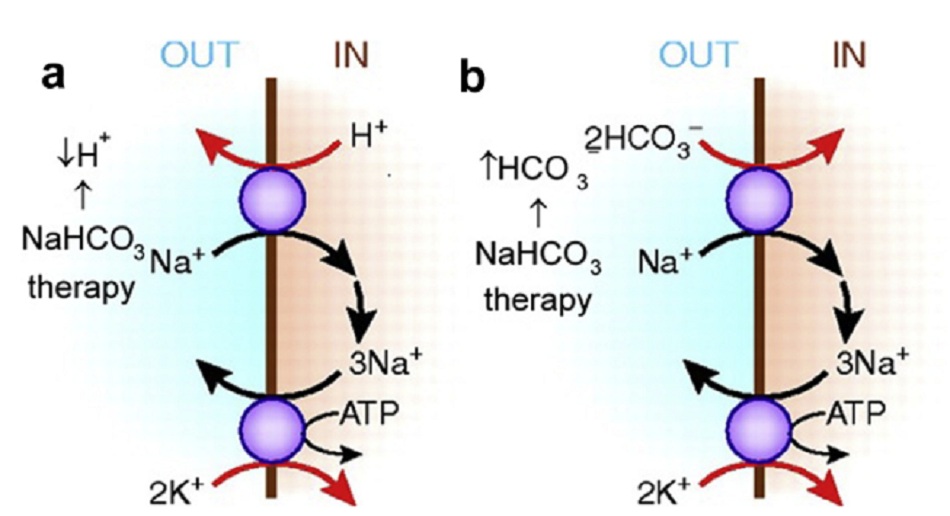 Hình 2. Tế bào cơ tăng vận chuyển kali vào nội bào khi dùng natri bicarbonate (NaHCO3). Sự kết hợp giữa trao đổi natri hydrogen (Na+-H+) và bơm Na+, kali (K+) adenosine triphosphatase (ATPase) (a) dẫn đến trao đổi K+-H+, và kết hợp đồng vận Na+-HCO3- và bơm Na+, K+- ATPase (b) dẫn đến đồng vận K+-HCO3- nội bào.