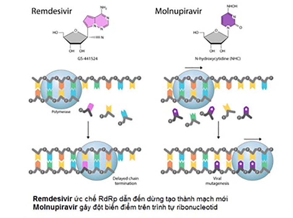 Hình 1. Cơ chế của Remdesivir và Molnupiravir
