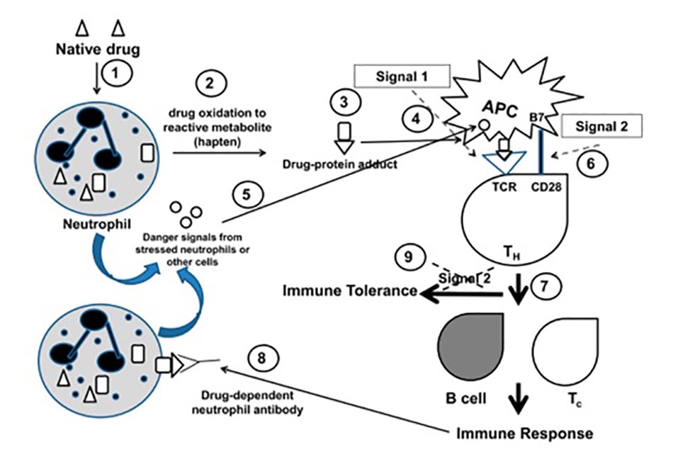 Hình 1. Cơ chế miễn dịch gây giảm bạch cầu trung tính do thuốc không độc tế bào [1]