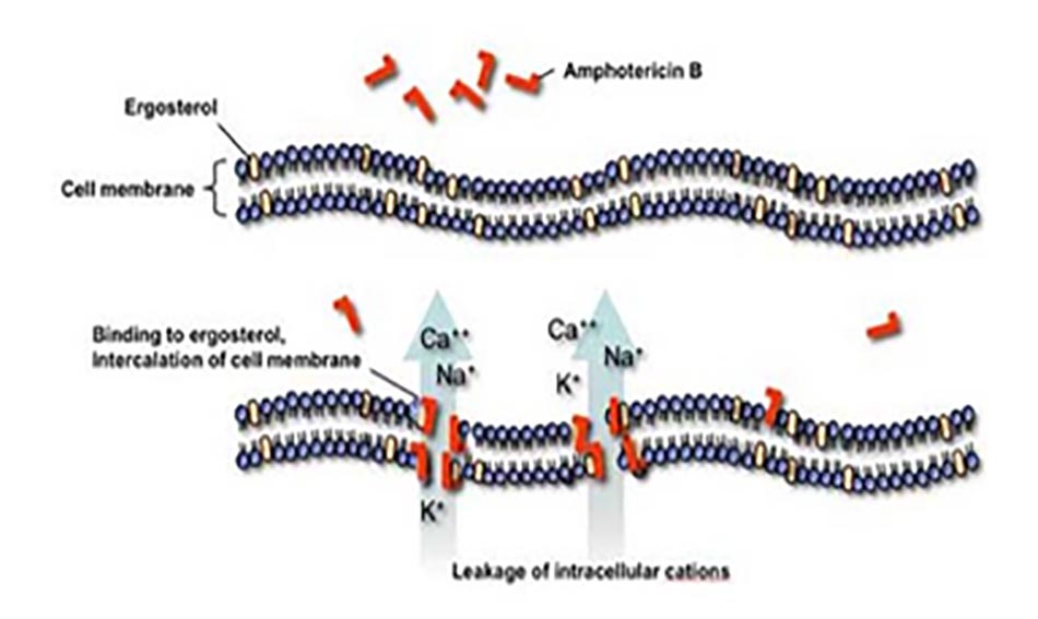Hình 2: Cơ chế chống nấm của amphotericin B