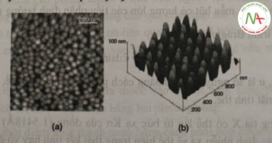 Hình 11. Hình ảnh AFM của (a) chấm lượng tử InAs/GaAs trên tấm Ge/Si và của (b) nano Pt được bao bơi các cột nano Si