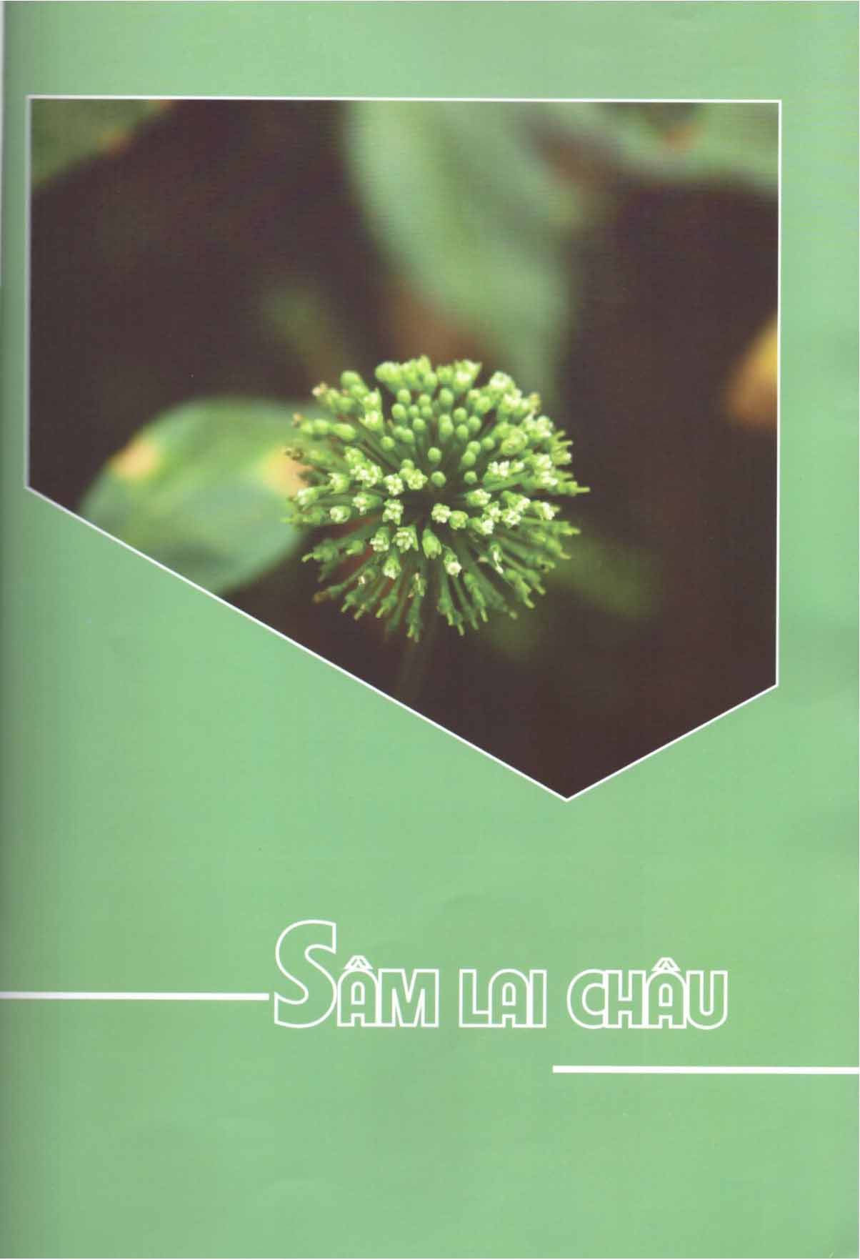 Sâm Lai Châu