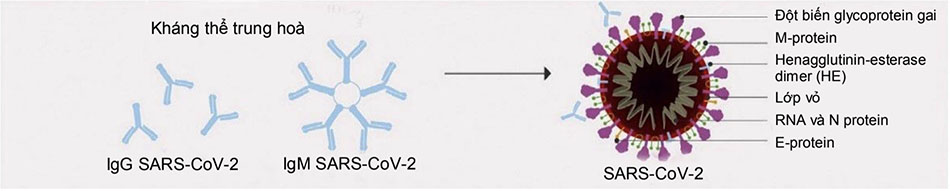 Hình 6: Tác dụng kháng virus: Các hoạt động kháng virus của kháng thể trung hòa. IgG và IgM là các isotype chính, mặc dù IgA cũng có thể quan trọng, đặc biệt trong các trường hợp nhiễm virus ở niêm mạc. Những kháng thể không trung hòa khác có thể tạo ra một hàng rào bảo vệ ... Đáp ứng miễn dịch dịch thể chủ yếu hướng đến protein tăng đột biến (S).