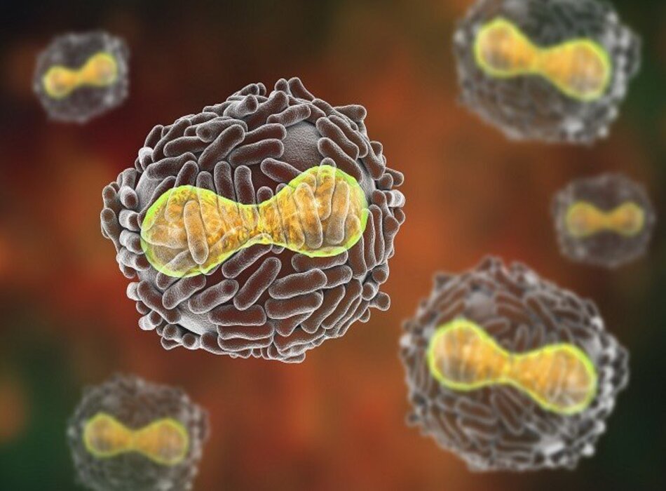 Nhiễm virus đậu mùa: Nguyên nhân, chẩn đoán và hướng dẫn điều trị theo BMJ