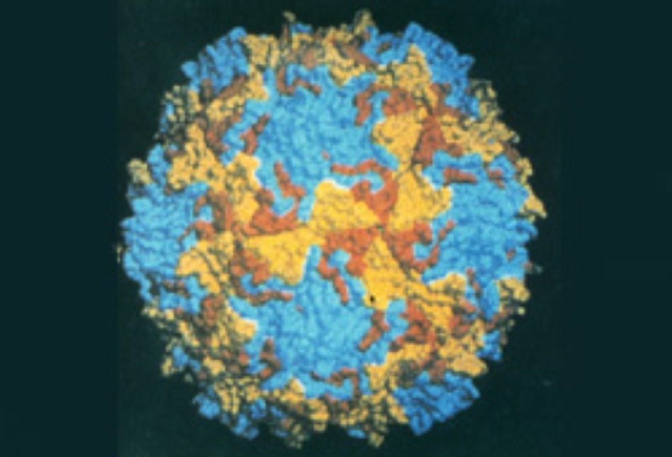 Hình 3: Poliovirus hoang dại