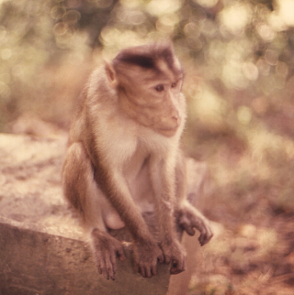 Hình 1: Khỉ Rhesus (Macaca mulatta)