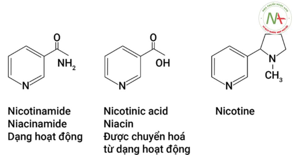 Cấu trúc của niacinamide, nicotinic acid, nicotine.