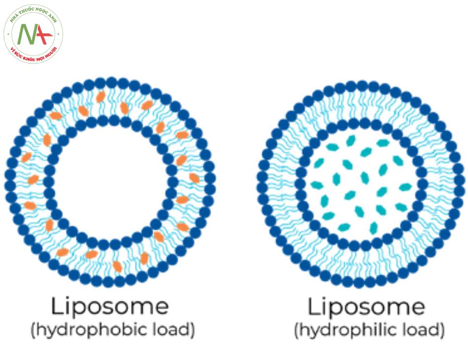 Cấu trúc màng lipid kép có thể tải được thuốc ưa mỡ lẫn ưa nước: chất ưa mỡ nằm ở giữa lớp lipid kép, thuốc ưa nước nằm trong nhân nước.