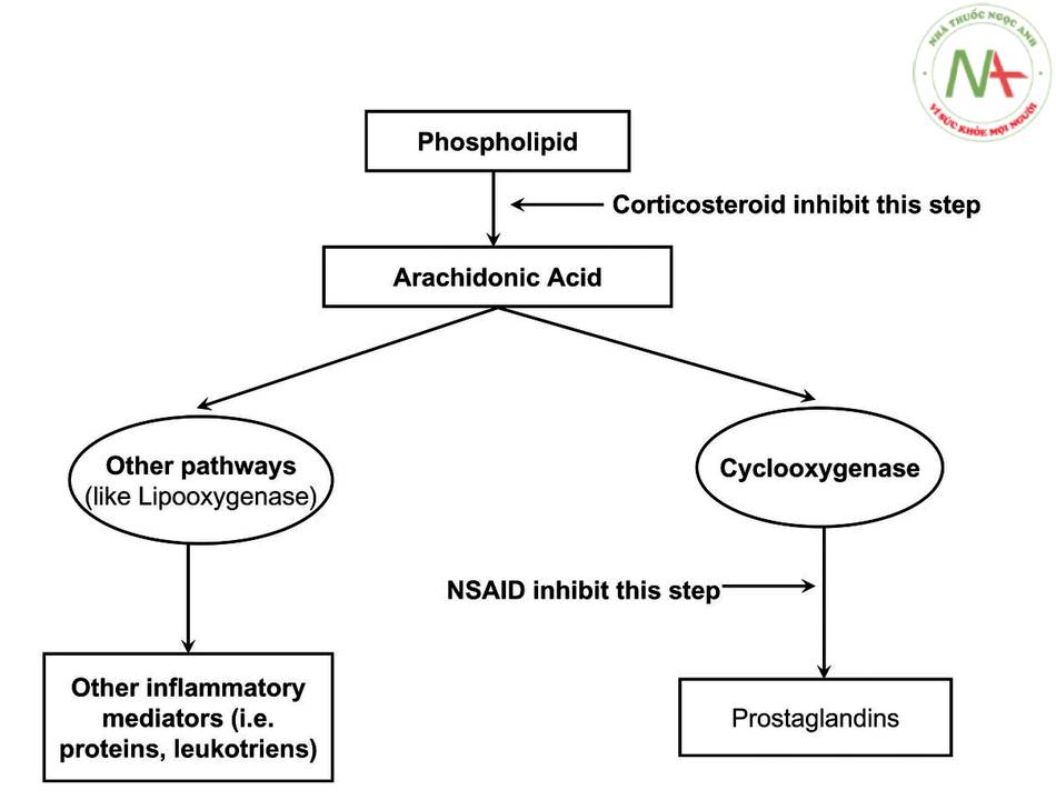 Cơ chế tác dụng của corticoid khi ức chế tạo AA là chất gây viêm mạnh nên hiệu quả chống viêm cao, trong khi NSAIDs ức chế tạo PG nên tác dụng này thấp hơn.