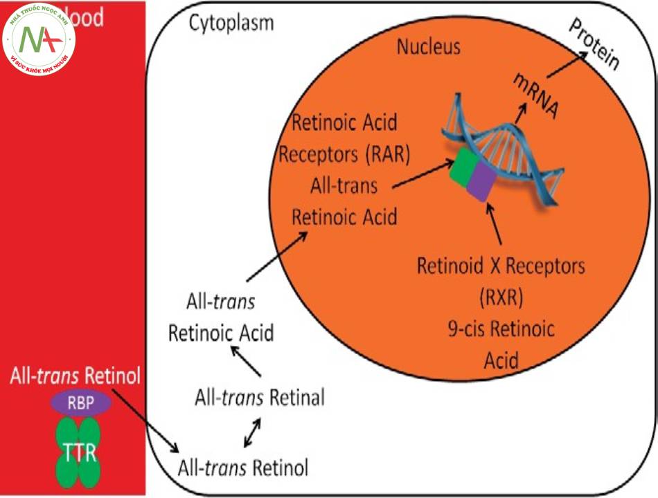 Cơ chế tác dụng của retinol