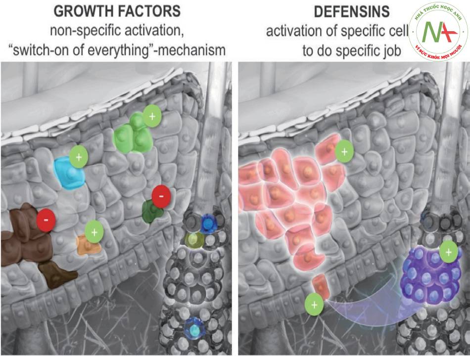 GF kích thích không chọn lọc tế bào trong khi defensins kích thích chọn lọc tế bào gốc.