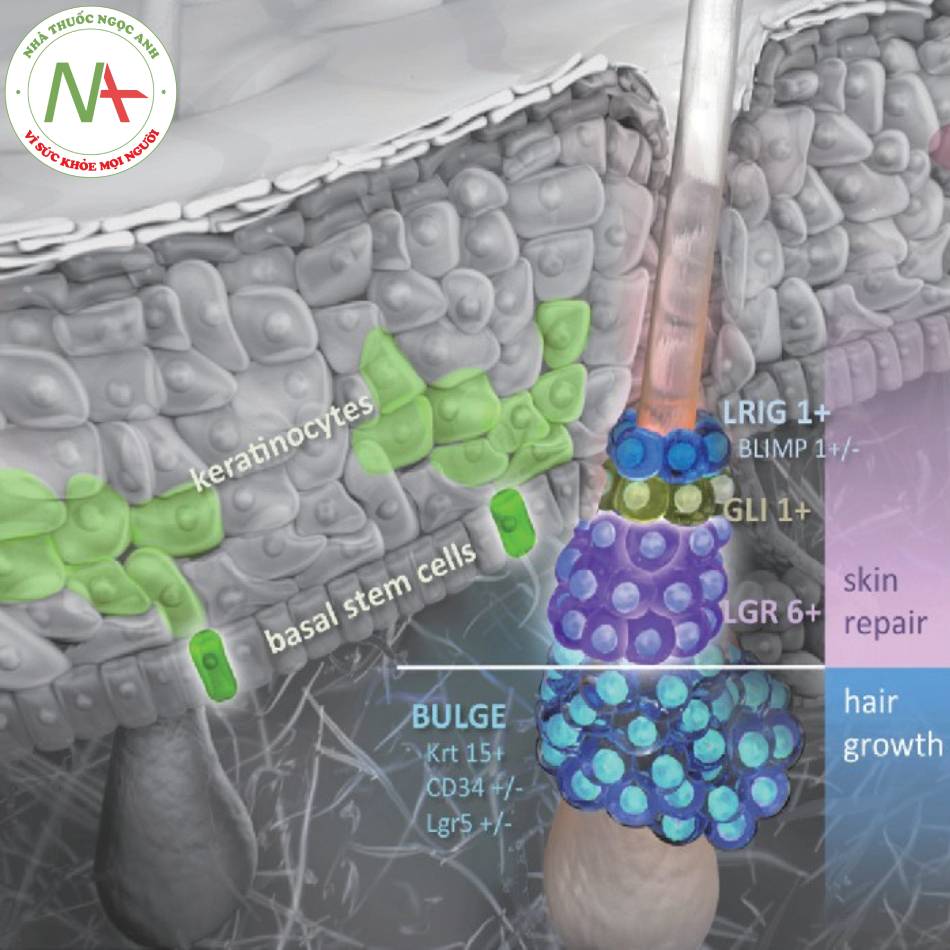 Hệ thống tế bào gốc ở da, phần phụ của da. Trong đó Lgr 6+ được chú ý.