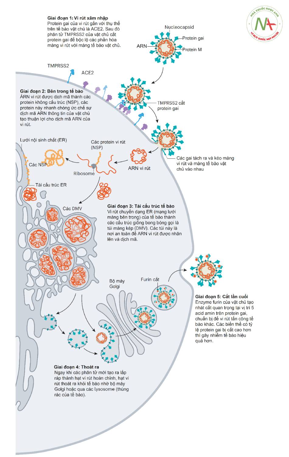 Hình 1.2. Vòng đời của vi rút SARS-CoV-2 (theo Nature 2021 Jul 28)