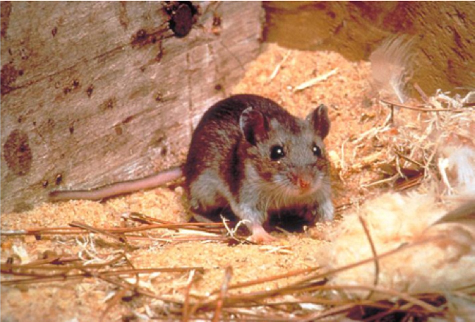 Hình 1: Peromyscus maniculatus: chuột nai, véc-tơ lây vi-rút Sin Nombre (SNV), gây ra hầu hết các ca bệnh mắc hội chứng tim mạch do Hantaviru