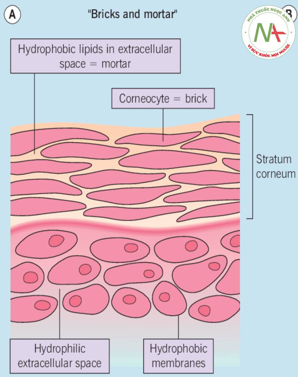 Mô hình gạch và vữa: gạch là các tế bào màu hồng, vữa là chất màu vàng.