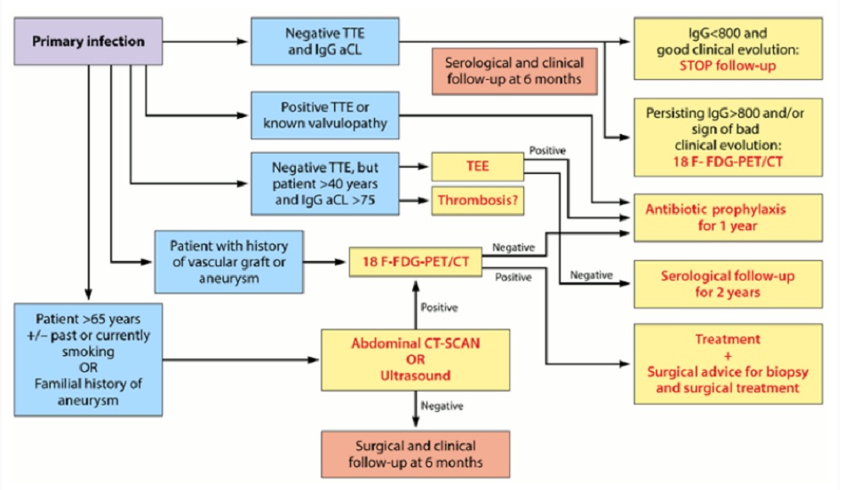 Hình 4: Phương cách chẩn đoán và điều trị nhiễm khuẩn C burnetii. TTE: siêu âm tim qua thành ngực; IgG aCL: kháng thể kháng cardiolipin IgG; 18 F-FDG PET/CT: PET kết hợp với CT sử dụng 18F-fluorodeoxyglucose