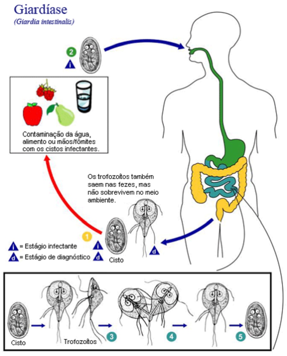 Hình 2: Minh họa vòng đời Giardia lamblia (intestinalis), tác nhân gây nhiễm ký sinh trùng Giardia 