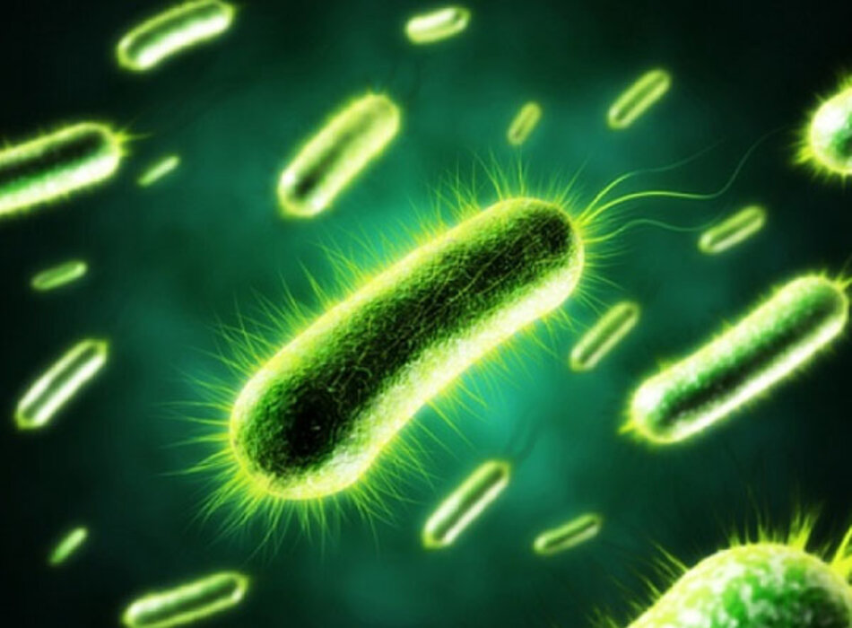 Nhiễm khuẩn Ecoli do đồ ăn: Nguyên nhân, chẩn đoán và điều trị theo BMJ