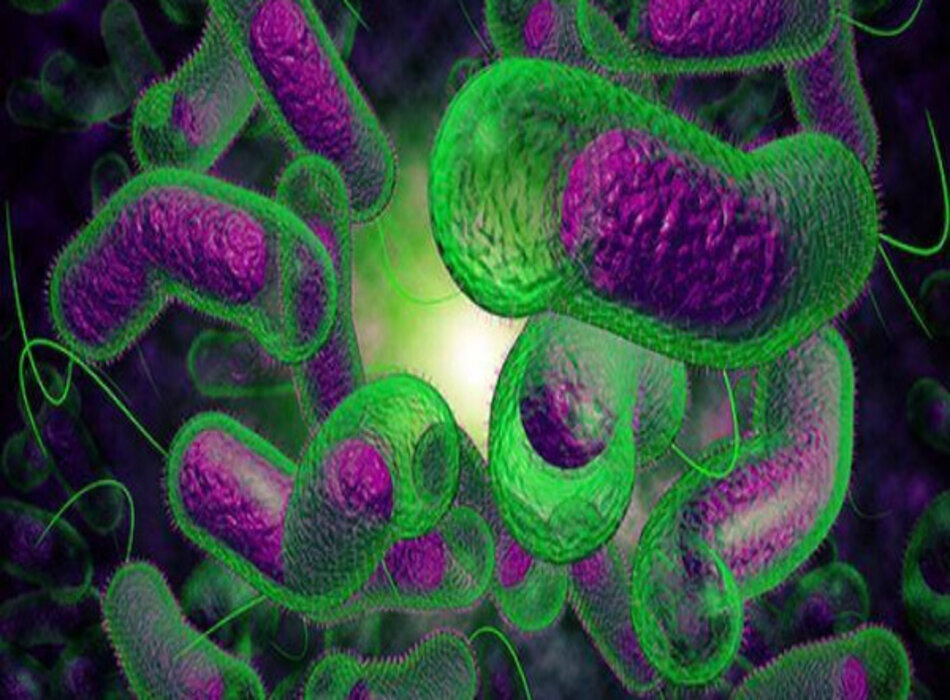 Nhiễm khuẩn Vibrio không phải dịch tả: Nguyên nhân, chẩn đoán và điều trị theo BMJ