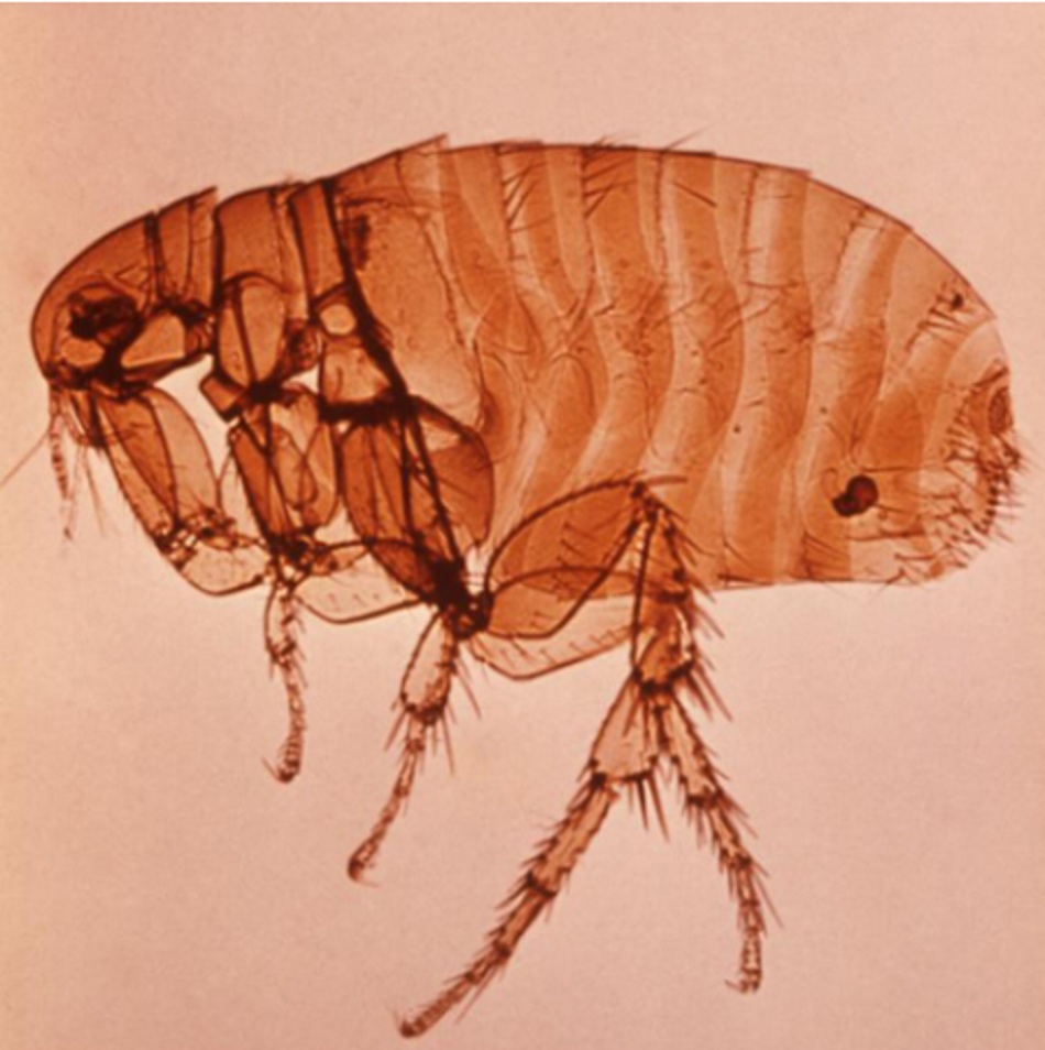 Hình 1: Bọ chét cái Xenopsylla cheopis, còn được gọi là bọ chét chuột phương đông 