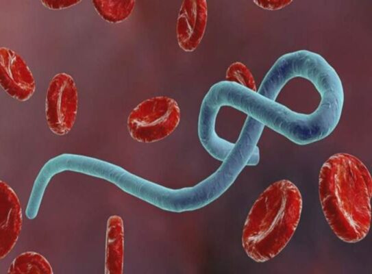 Nhiễm virus Ebola: Nguyên nhân, chẩn đoán và hướng dẫn điều trị theo BMJ