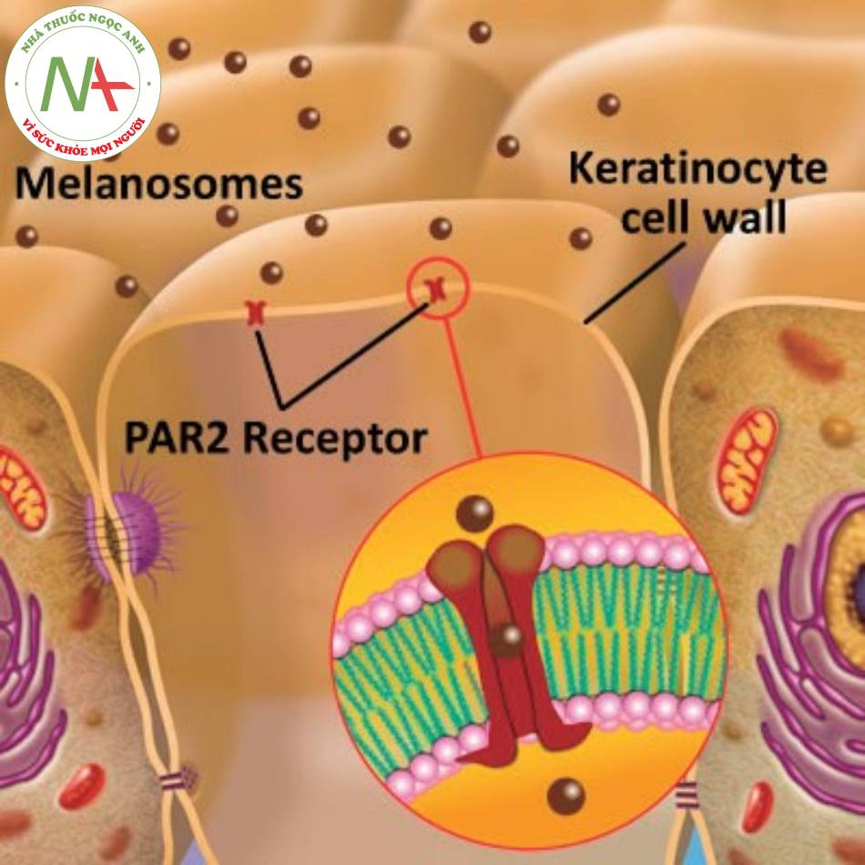 PAR-2 cần thiết để chuyển melanosomes từ tế bào hắc tố sang tế bào sừng.