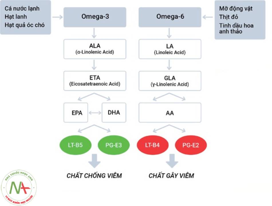 Sơ đồ chuyển hóa của omega-3, 6 trong cơ thể. Omega-3 tạo thành các chất chống viêm PGE-3, LTB-5, omega-6 chuyển hóa thành các chất gây viêm PGE-2, LTB-4 và một số chất chống viêm.