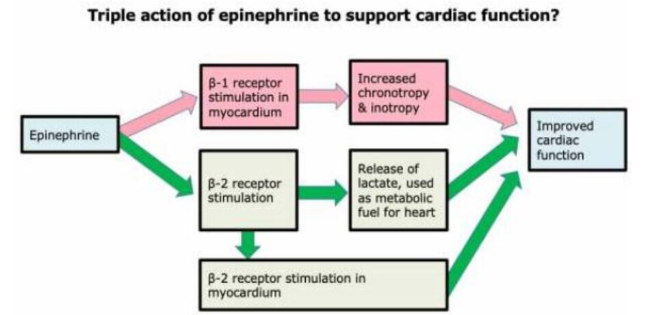 Triple action of epinephrine to support cardiac function ?