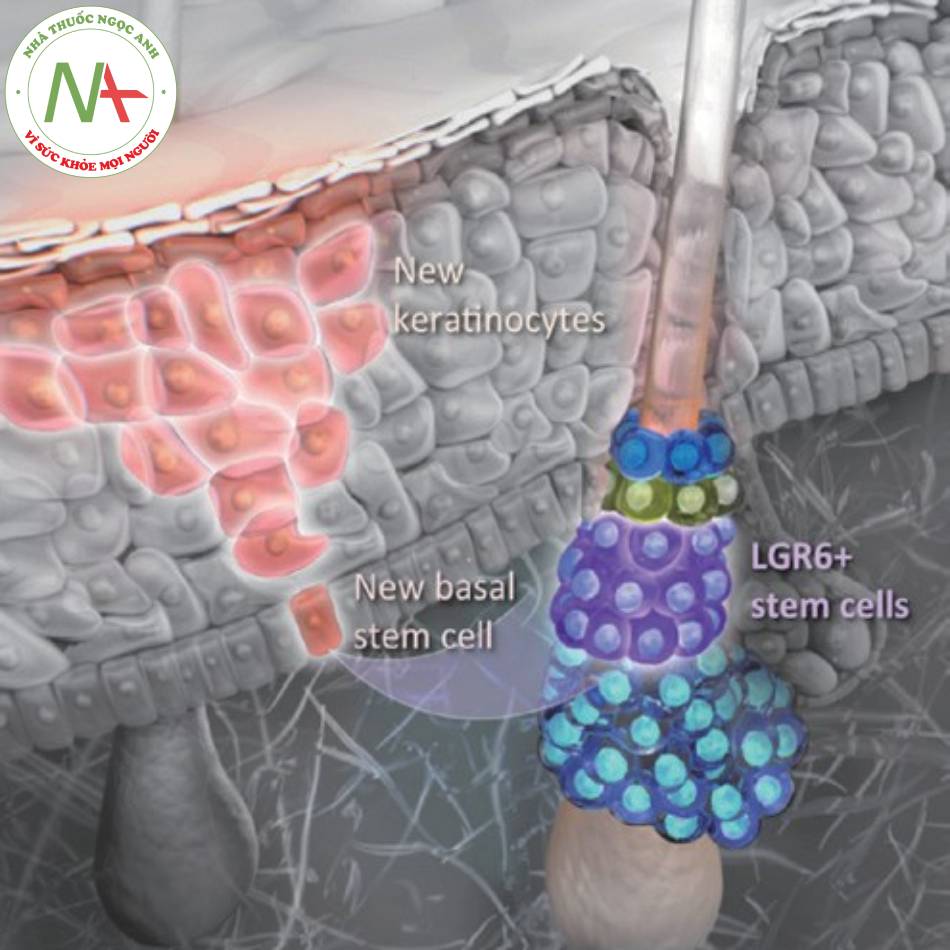 Khi Lgr 6+ hoạt hóa, làm tăng sinh tế bào gốc màng đáy → tế bào sừng mới.