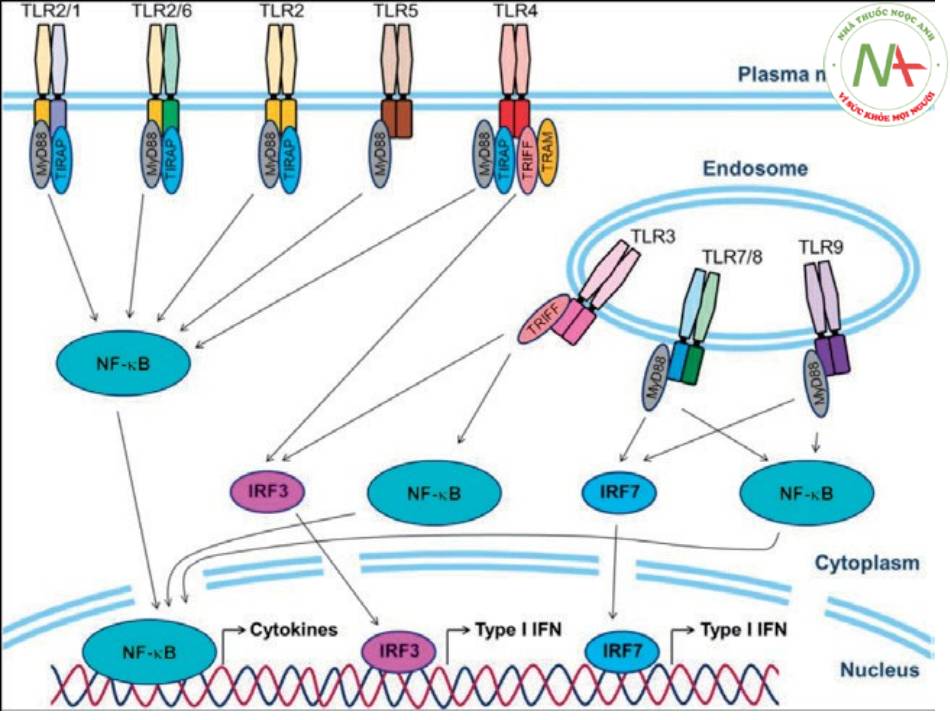 TLR có nhiều loại, có thể nằm trên màng tế bào hoặc trong endosome, khi nhận diện được kháng nguyên sẽ kích hoạt con đường truyền tin thứ 2 là NF-κB để phiên mã tổng hợp chất gây viêm.