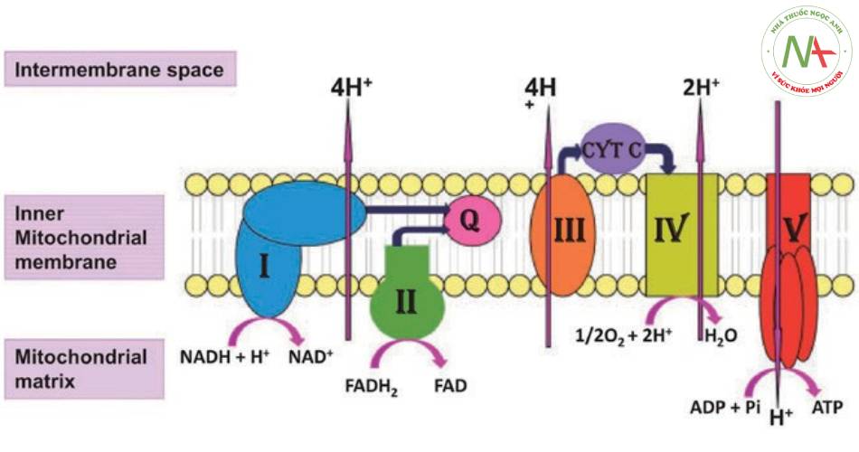Vai trò của CoQ-10 trong chuyển hóa ở ty thể (Q trong hình) để tạo năng lượng ATP cho cơ thể.