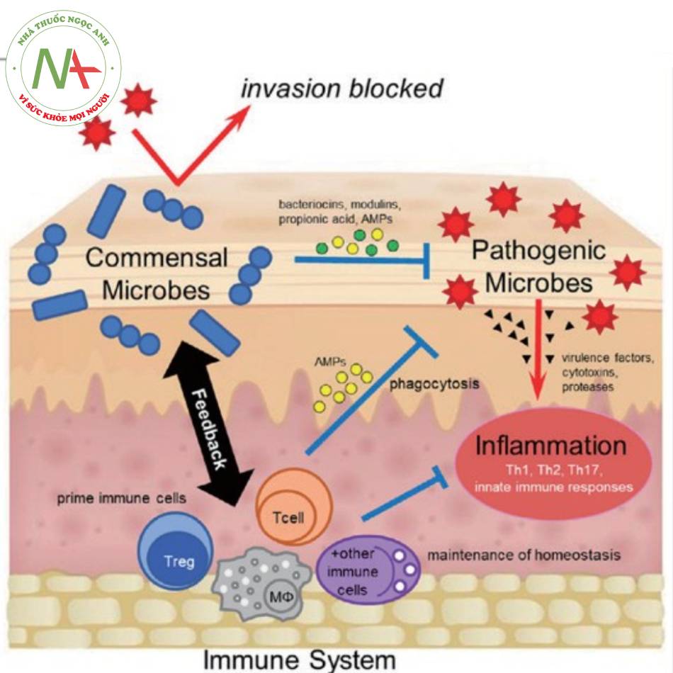 Vi hệ tác động tới hệ miễn dịch tự nhiên ở da → sản xuất AMPs. Ngoài ra, nó còn tác động vào các tế bào miễn dịch thu được, giảm sản xuất chất trung gian gây viêm.