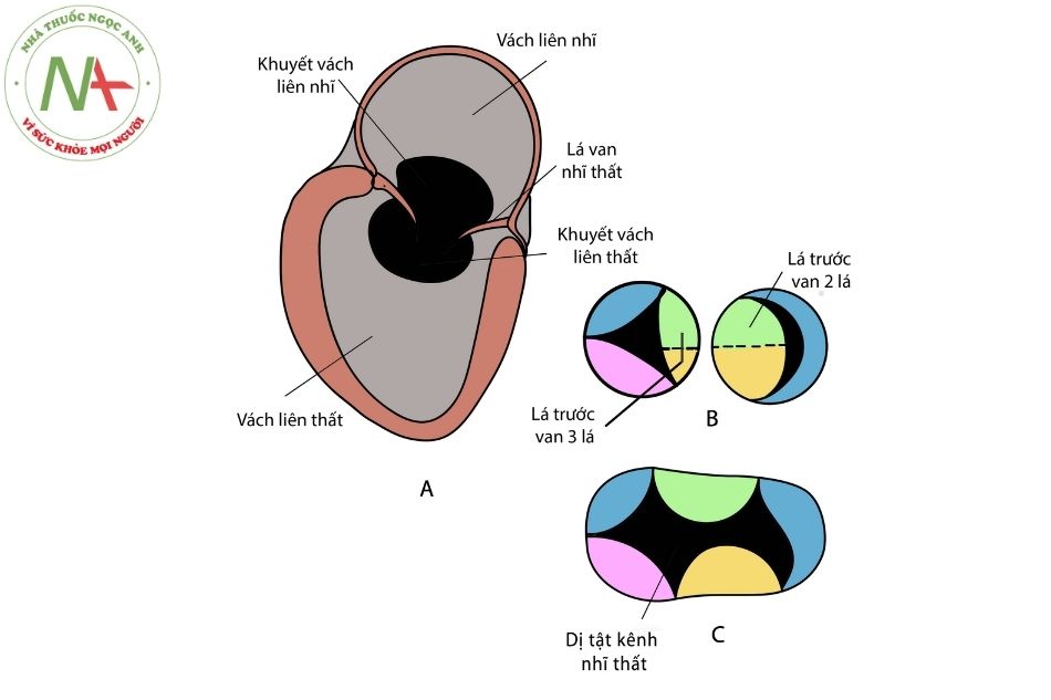 Hình 16.1. Hình ảnh minh họa phôi thai học kênh nhĩ thất