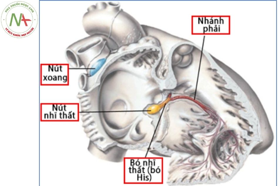 Hình 24. Cấu trúc giải phẫu đường dẫn truyền trong tim nhìn từ bên phải