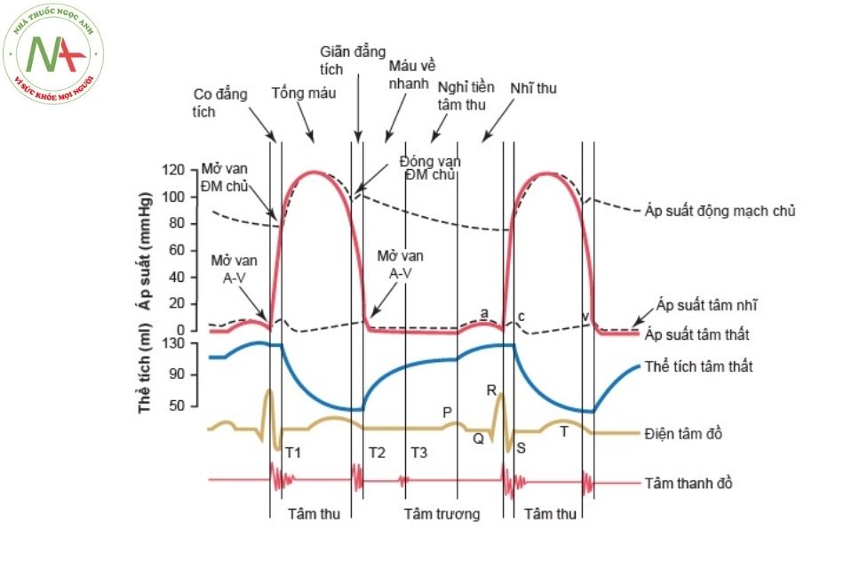 Hình 5.1. Sơ đồ của Wiggers – Các hiện tượng chức năng thất trái xảy ra trong chu chuyển tim: thay đổi áp lực động mạch chủ, áp lực nhĩ trái, áp lực thất trái, thể tích thất trái, điện tim và tâm thanh đồ