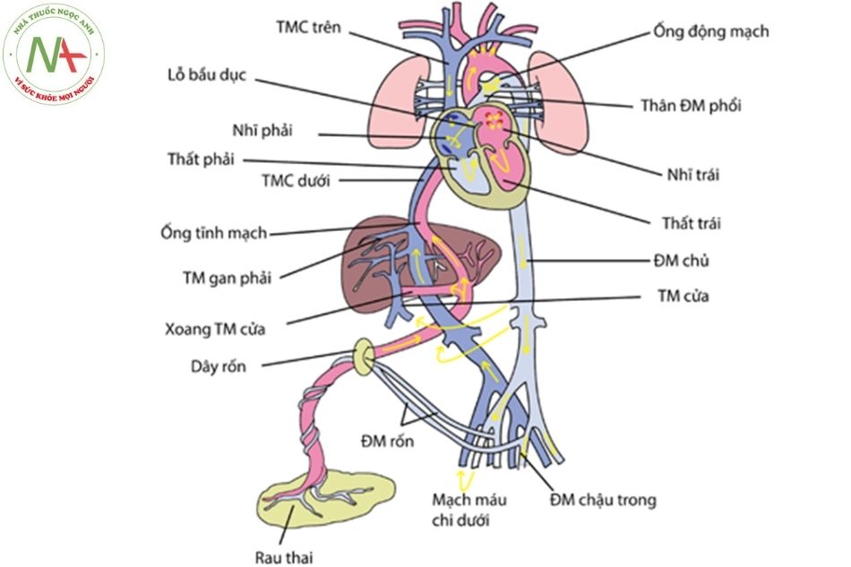 Hình 6. Sơ đồ vòng tuần hoàn bào thai (Nguồn: Textbook of Clinical Hemodynamics)