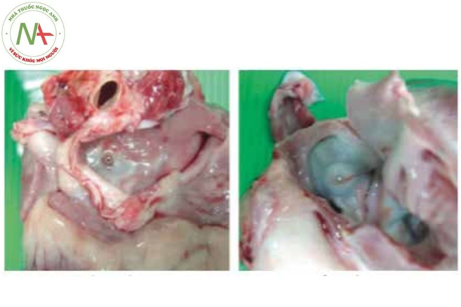 Hình 8. Hình ảnh nhìn từ nhĩ phải và nhĩ trái mẫu CSO đặt trên lợn sau 6 tuần