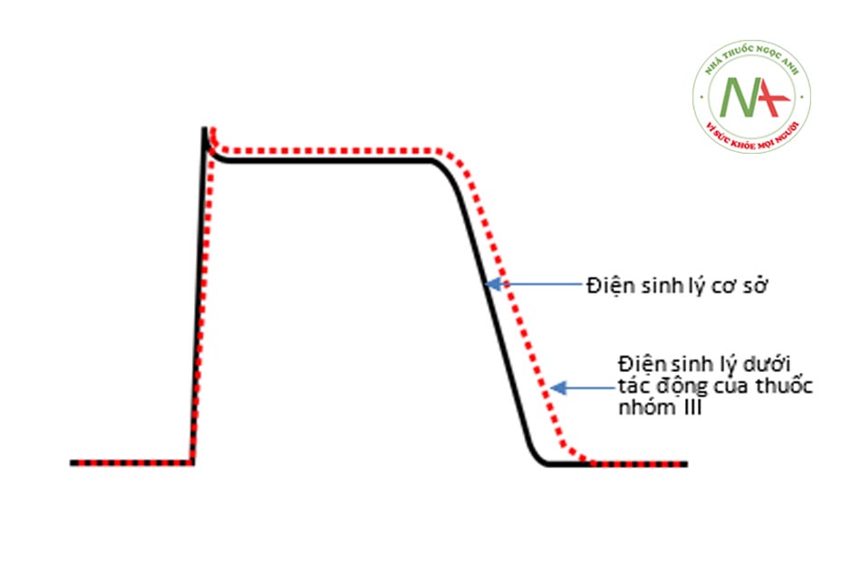 Hình 5.7: Tác động của các thuốc chống loạn nhịp nhóm III lên điện thế hoạt động tế bào tim. Ức chế nhiều kênh nhưng chủ yếu kênh kali nên kéo dài thời gian điện thế hoạt  động và kéo dài QT.